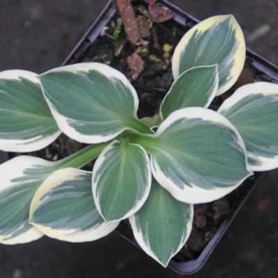 Hosta 'Funny Mouse'